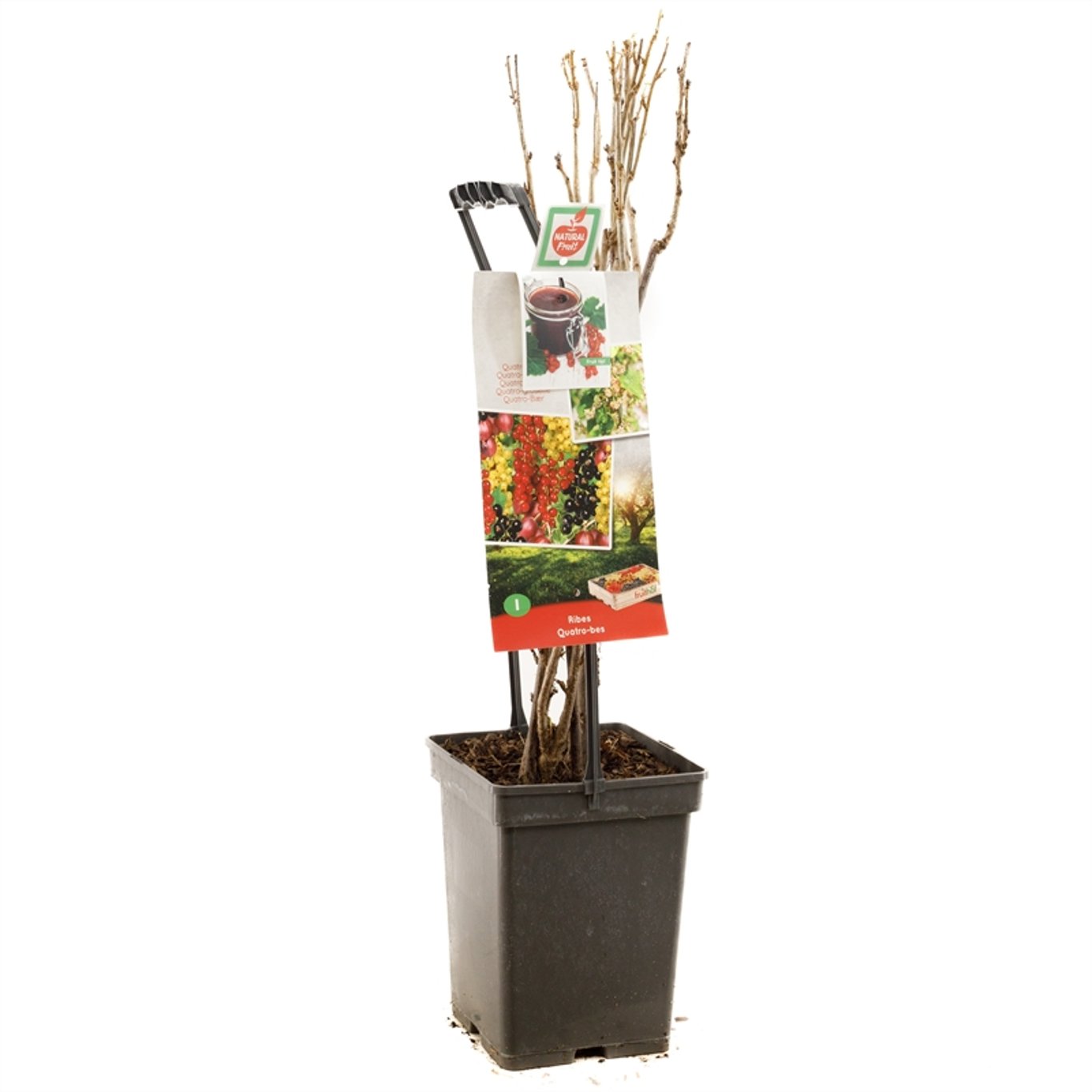 Ribes r. 'Quatro' - 50-60 CM Carry Handle C5